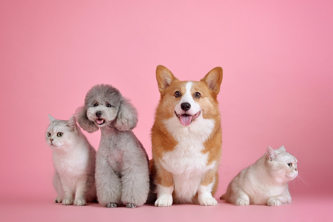 soins animaux de compagnie