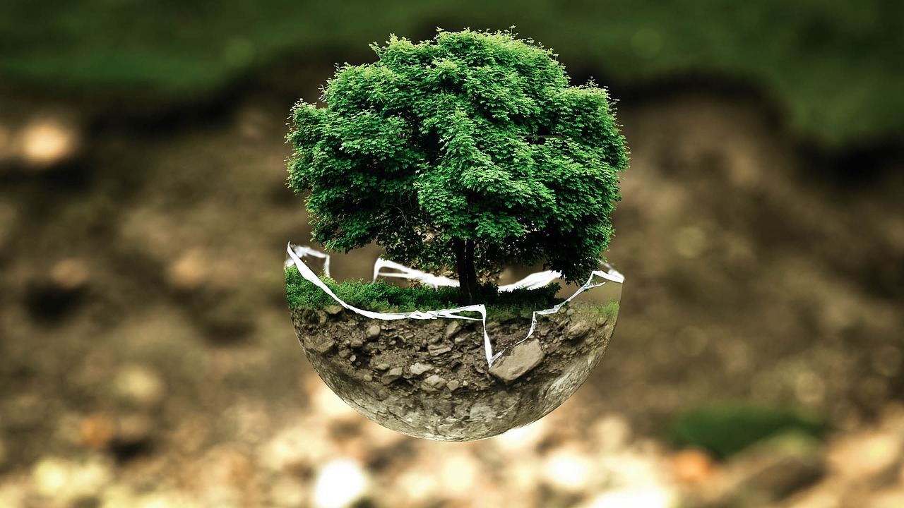 énergéticienne arbre de vie